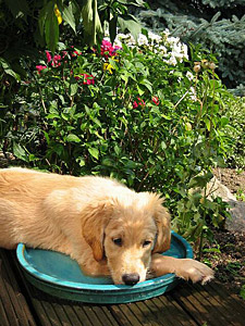 Banu-Sommer-2008